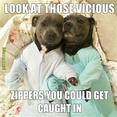 Pitbull Memes Funny Dogs Dog Memes Cute Dogs
