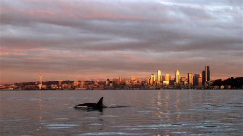 Orcas of the Pacific Northwest Are Starving and Disappearing - The New ...