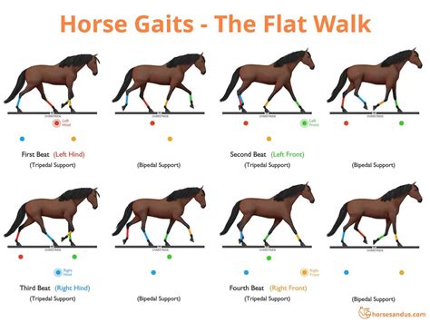 Tennessee Walking Horse Breed Profile 7 Interesting Facts