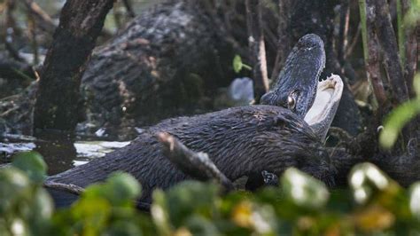 These Photos Of An Otter Attacking An Alligator Proves Otters Are The