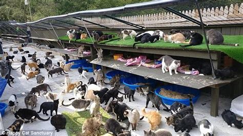Medford Man Opens Cat Sanctuary For 300 Felines Daily Mail Online