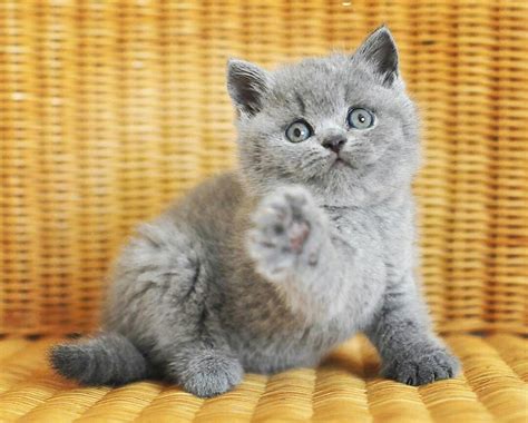 Love 🐾💃 | Kittens cutest, Cute cats, Cute animals