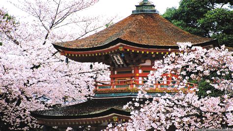 Kyoto Cherry Blossom Desktop Wallpapers Top Free Kyoto Cherry Blossom
