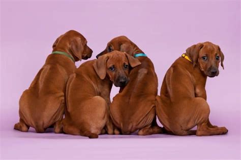 7 Best Places To Find Rhodesian Ridgeback Puppies For Sale Dog Breeds