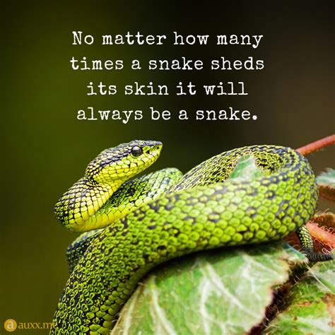 Collection 27 Snakes Quotes 2 And Sayings With Images