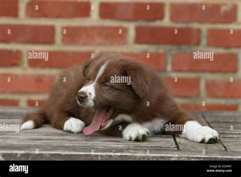 Dog Border Collie Puppy Yawning On A Table Stock Photo Alamy