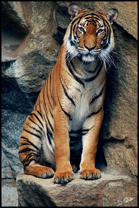 My Favorite Big Animal I Love Love Love Tigers Tigre De Bengala