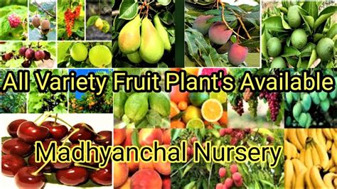 Fruit Plant Nursery All Variety Fruit Plants Madhyanchal Nursery