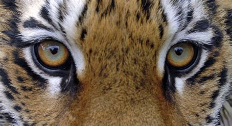 The Amur Tiger Programme