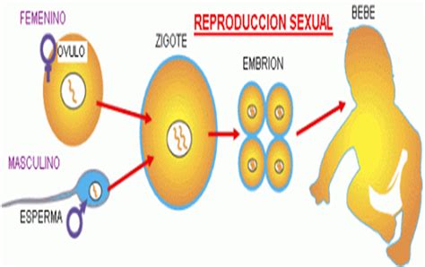 reproducción sexual conoce ejemplos y detalles vitales