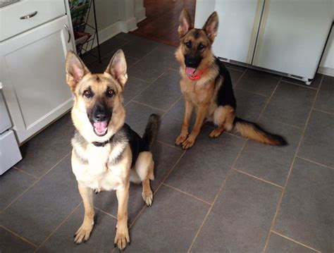 How To Keep House Clean With German Shepherd