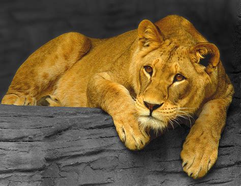 V roce 1958 byla v zahradě umístěna i více exotická zvířata (např.… File:Lioness, Olomouc.jpg - Wikimedia Commons