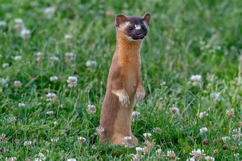 Cute Cunning Long Tailed Weasels Thrive In Sonoma County