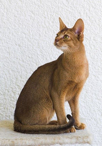 Abyssinian Cat Breed Cat N Kitten