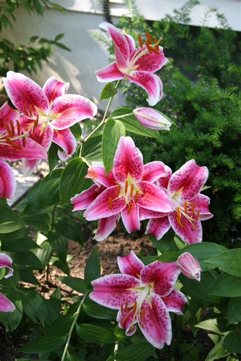 Planting Oriental And Asiatic Lilies Garden Bulb Blog Flower Bulbs