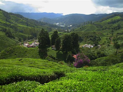 It was marked as public domain or cc0 and is free to use. 3 Tea Plantations In Malaysia: A Refreshing Visual Indulgence