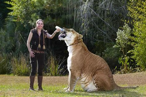 Worlds Largest Living Cat Hercules The Liger Our Planet
