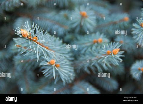Picea Pungens Globosa Hi Res Stock Photography And Images Alamy