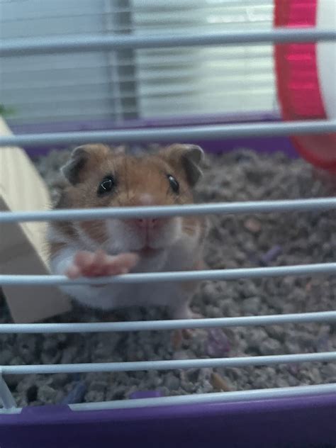 Psbattle Hamster In A Cage Rphotoshopbattles