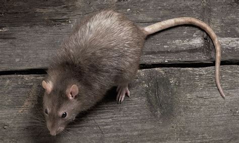 Mutant Super Rats Immune To Poison Invade British Homes To Escape