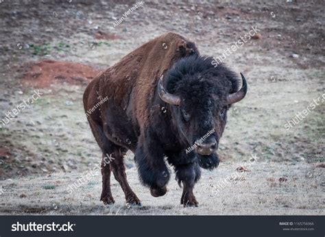 Bull Buffalo Bison Charging On Prairie Stock Photo 1165756966
