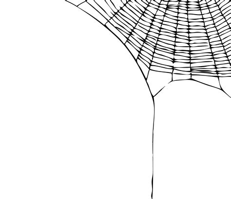 Spider Web | Spider, Spider web, Spider art