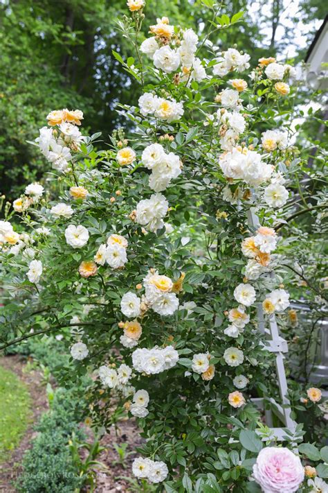 Ghislaine De Féligonde Beautiful Gardens Beautiful Roses Flower Garden
