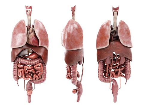 They include the vas deferens, seminal vesicles, prostate gland, and bulbourethral (cowper's) glands. Human Male anatomy model with internal organs with 4K ...