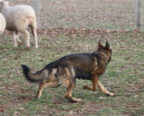 Examples Of A Red Sable German Shepherd Dog Forums
