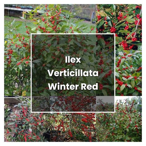 How To Grow Ilex Verticillata Winter Red Plant Care And Tips