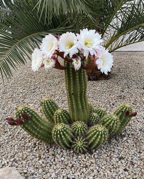 Cactus Flowers Are The Best Flowers Rphoenix