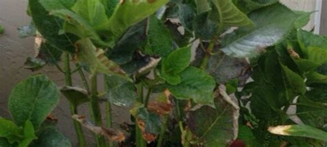 Commercial plant producers should use tolerant varieties. Hydrangea Nutrient Problem Archives - Garden Answers