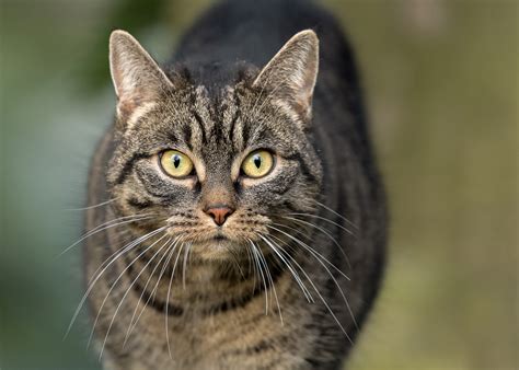Remember that, in german, both the spelling of the word and the article preceding the word can change depending on whether it is in the nominative, accusative, genitive, or dative case. Hauskatze (Felis silvestris catus) Foto & Bild | tiere ...