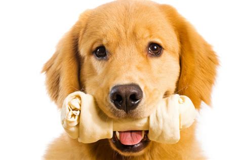 What You Should Know About Dog Bones Mumbai Pet Care
