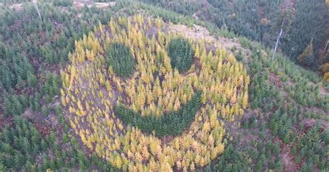 A Giant Smiley Face Made Of Trees Appears In Oregon In The Fall