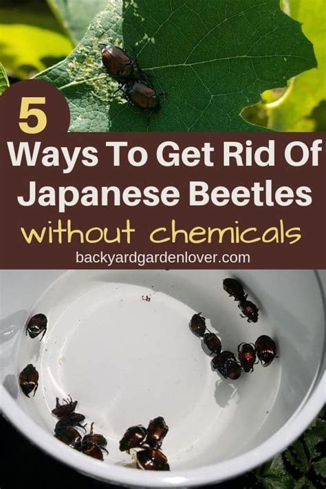 How To Get Rid Of Japanese Beetles And Save Your Garden