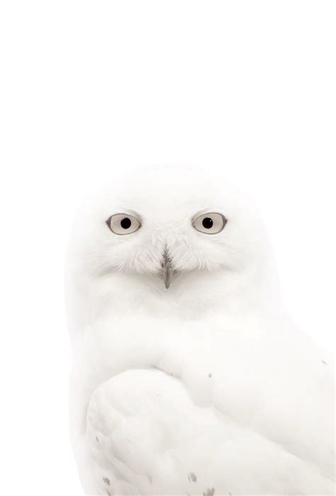 Ƒ↑tap And Get The App Animals Unicolor Simple Funny Owl White Owl Hd
