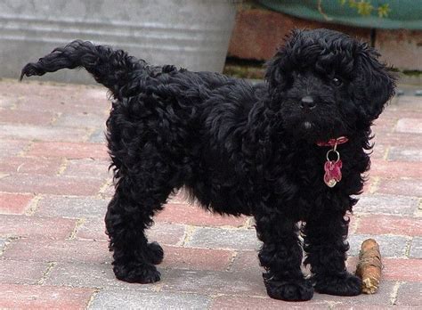 Black cavapoos are usually the least expensive and can range from solid black to abstract black as your cavapoos coat can fade over time, you should bear this in mind when looking for a puppy. Black Cavapoo | Cavapoo puppies, Cavapoo, Cavapoo dogs