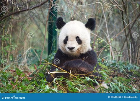 Giant Panda Smiling Stock Photo Image Of Asia Rare 37680452