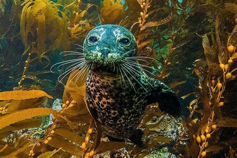 A Harbor Seal In The Kelp Forests At Channel Islands National Park In