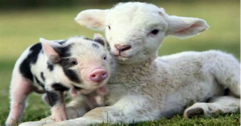 Top 15 Cutest Farm Animals