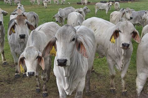 The brahman is one of the most popular. Brahman cattle - search in pictures