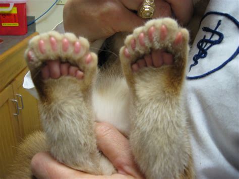 Department of agriculture can regulate those felines. Polydactyl Cats | Bioventures