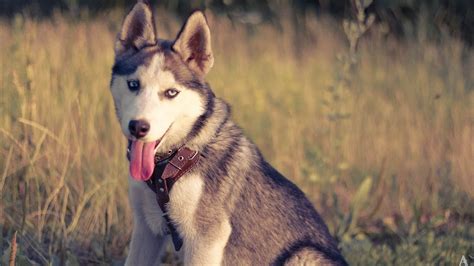 Husky Full Hd Wallpaper And Background Image 1920x1080 Id428717