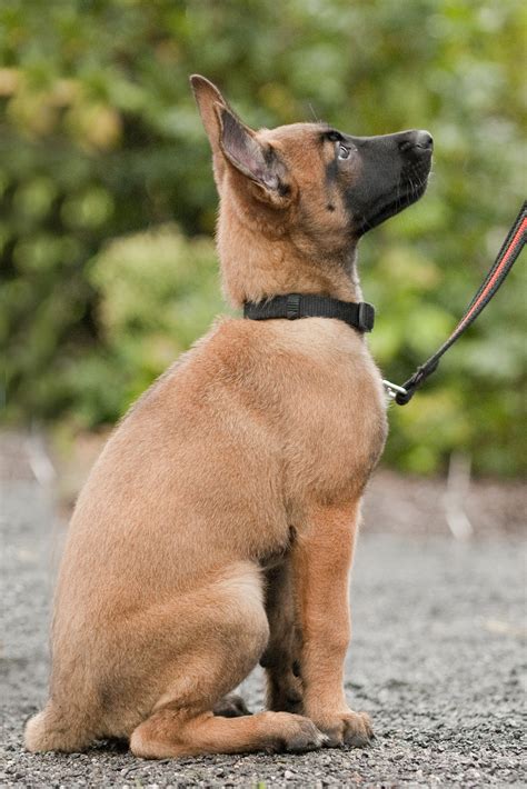 Malinois welpen aus verantwortungsvoller zucht nach standard des verband für das deutsche hundewesen (vdh) und deutsche. Basisausbildung - Junghunde und Welpen | Hundesportverein ...