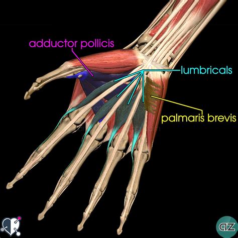 And once you understand those rules, you can pretty much tell where any muscle is. Muscles of the Hand | AnatomyZone