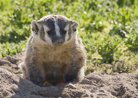 The American Badger Taxidea Taxus Appears Out In The Open On Rare