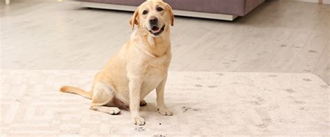 We did not find results for: How to Wash a Rug in the Washing Machine | Appliance ...
