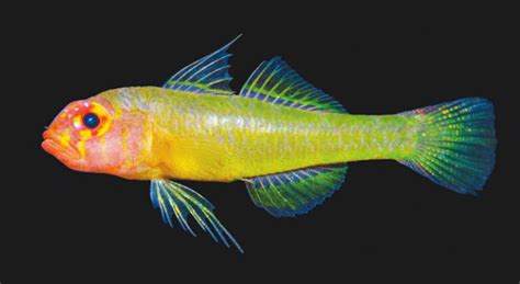 Trimma Hamartium The Mistaken Pygmy Goby Is The Newest