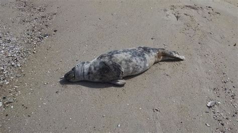 Why Are So Many Seals Appearing On N J Beaches Nj Com